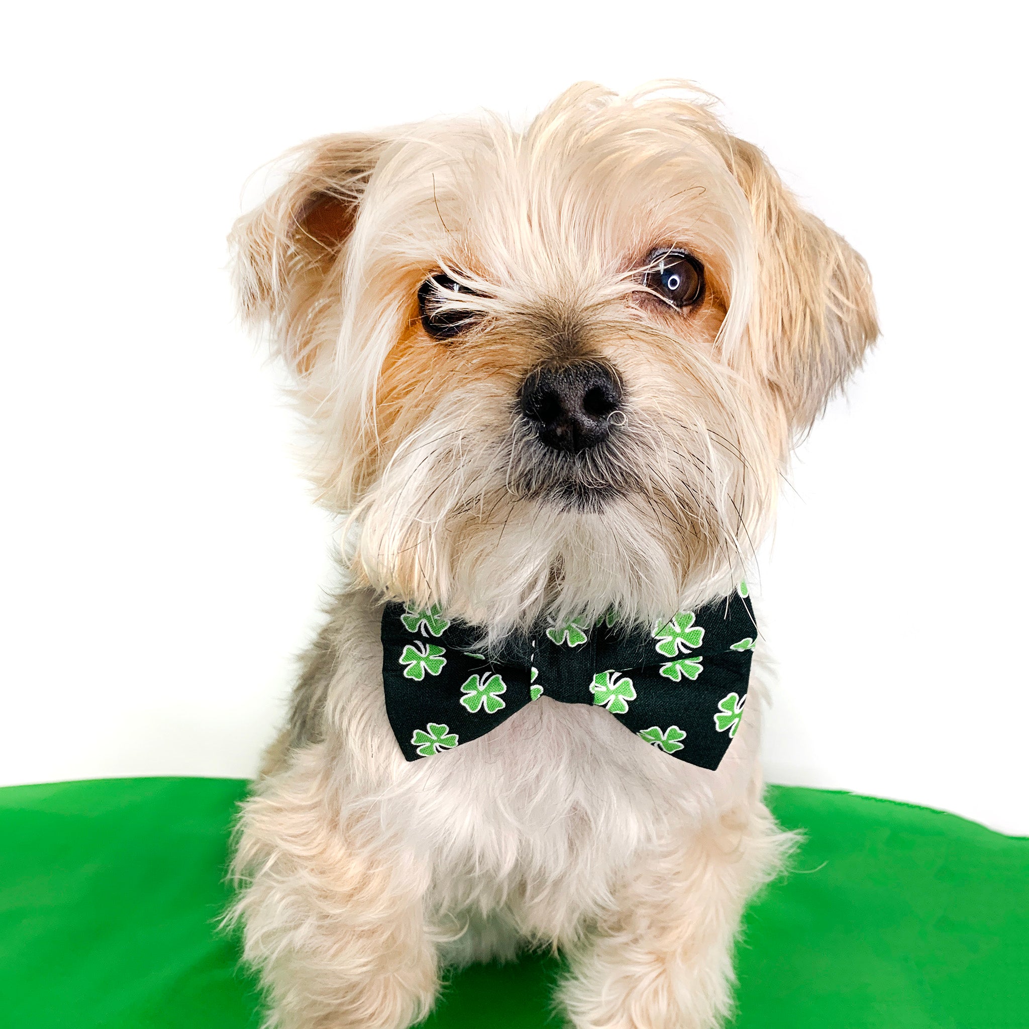 Four leaf clover dog hot sale collar