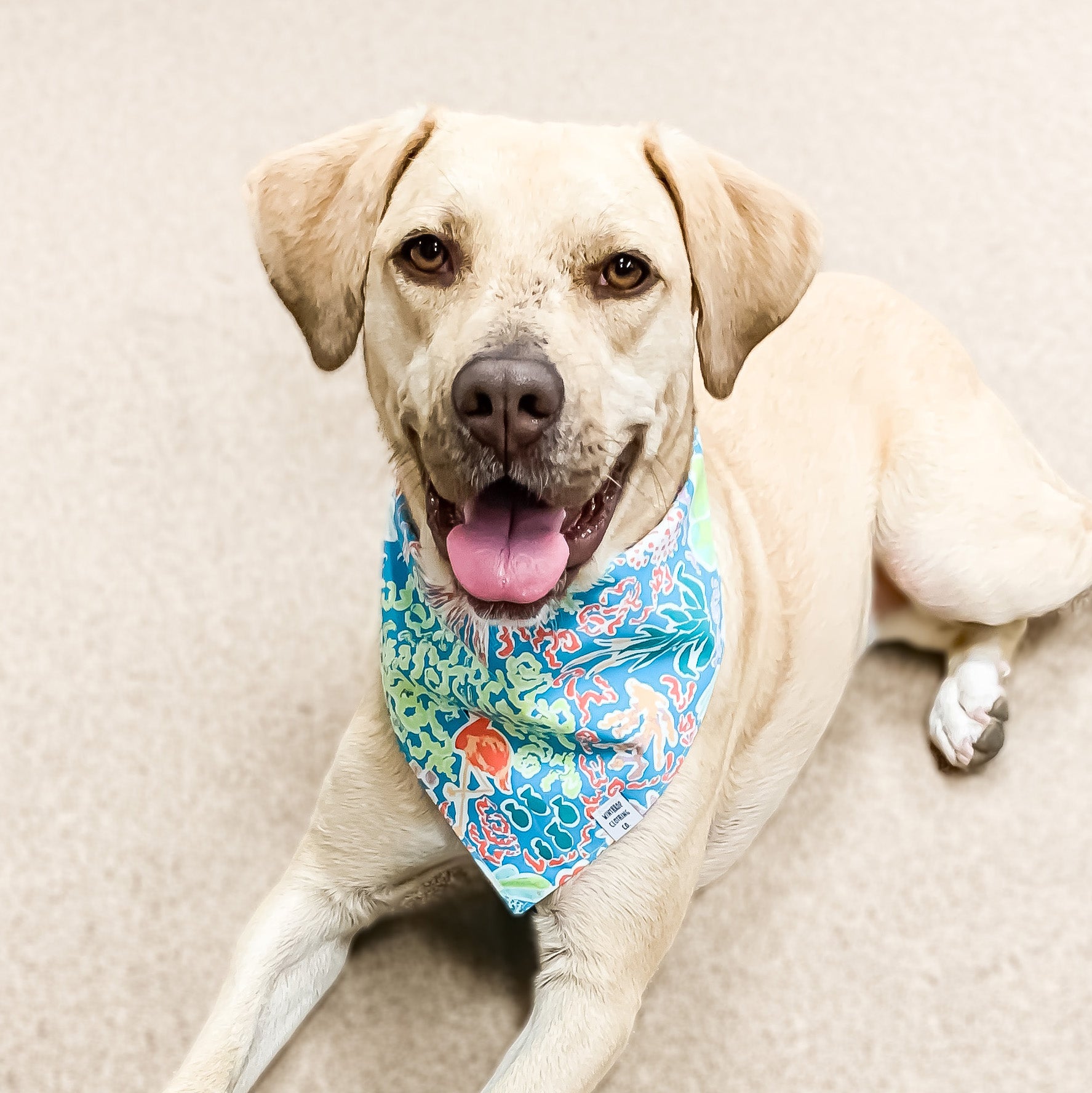 Tropical sales dog bandana